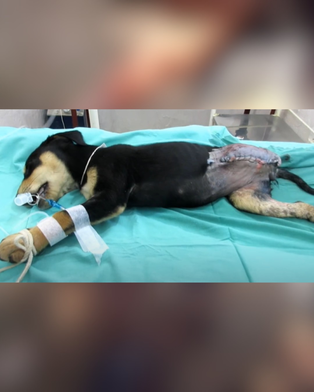 dog undergoing surgery for leg amputation