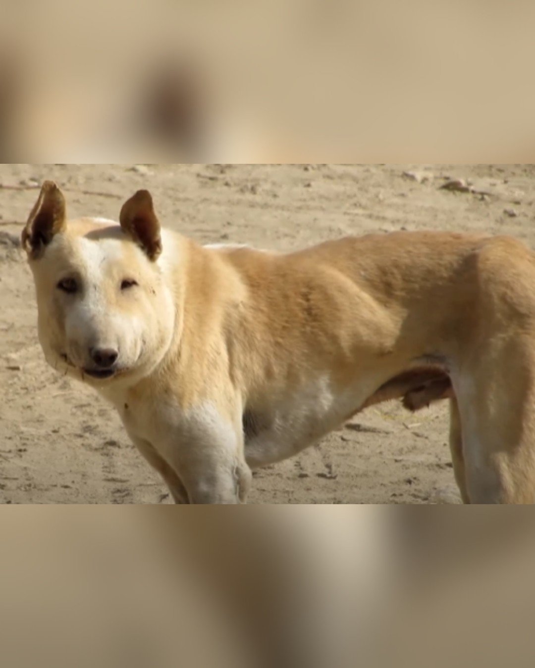 dog whose face was severely swollen