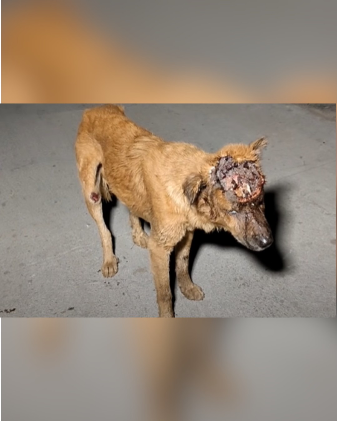dog with severe head wound standing on street