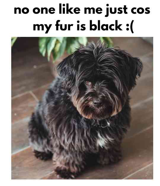 dog with too black fur