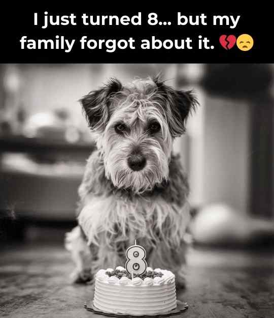 dog's birthday is forgotten