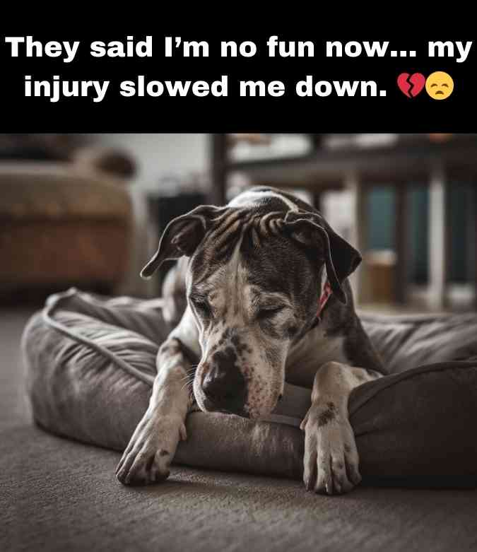 injured dog left alone