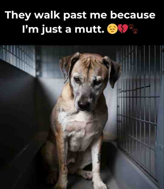 just a mutt