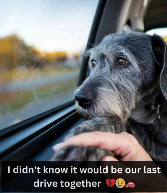 last drive with dog (1)