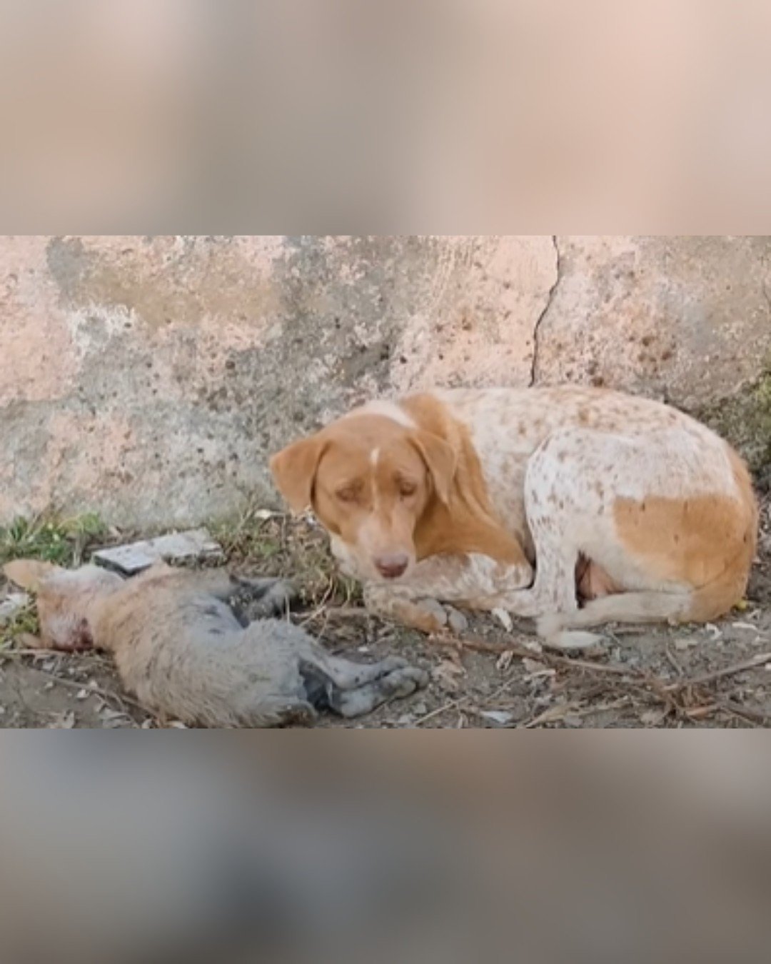mother dog lying beside her dying puppy