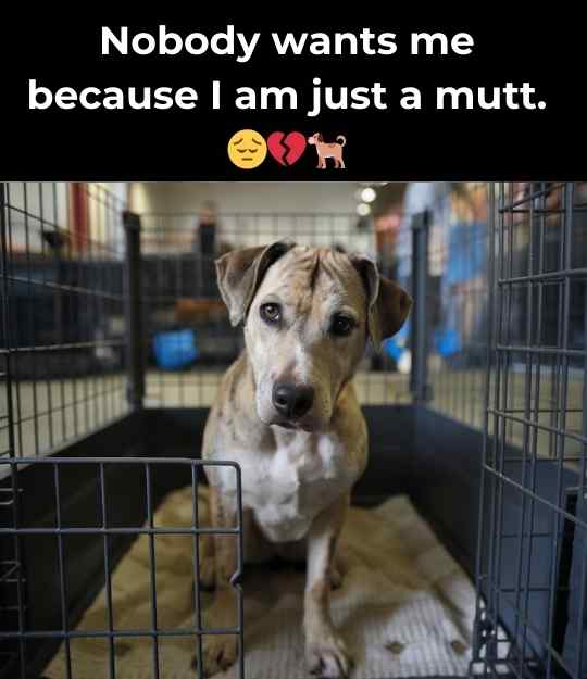 mutt being ignored