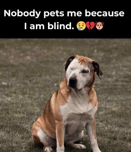 nobody wants the dog for being blind