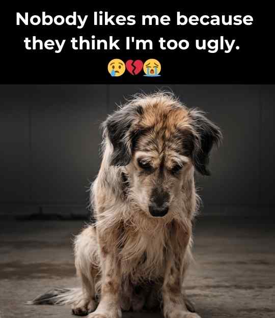 nobody likes me because i am too ugly