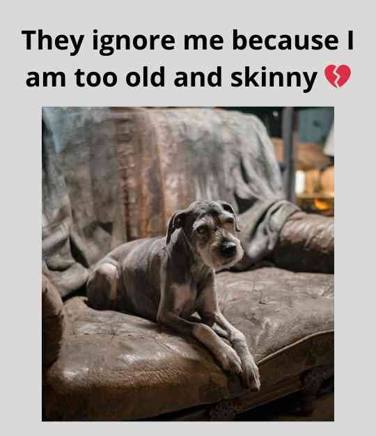 old and skinny dog in the basement