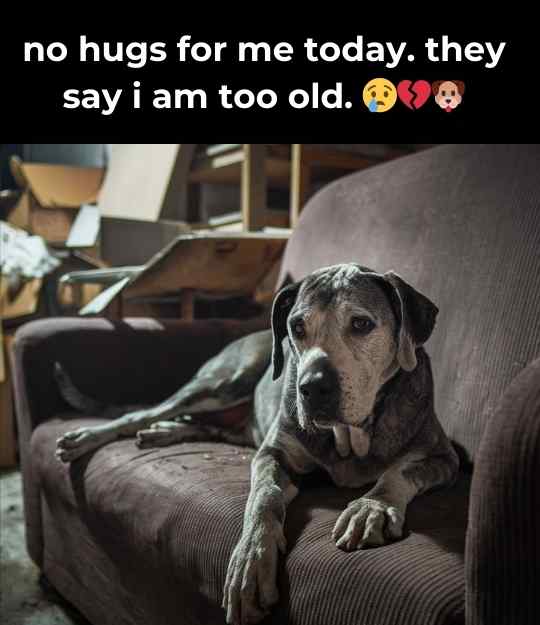old dog is sad for not getting hugs