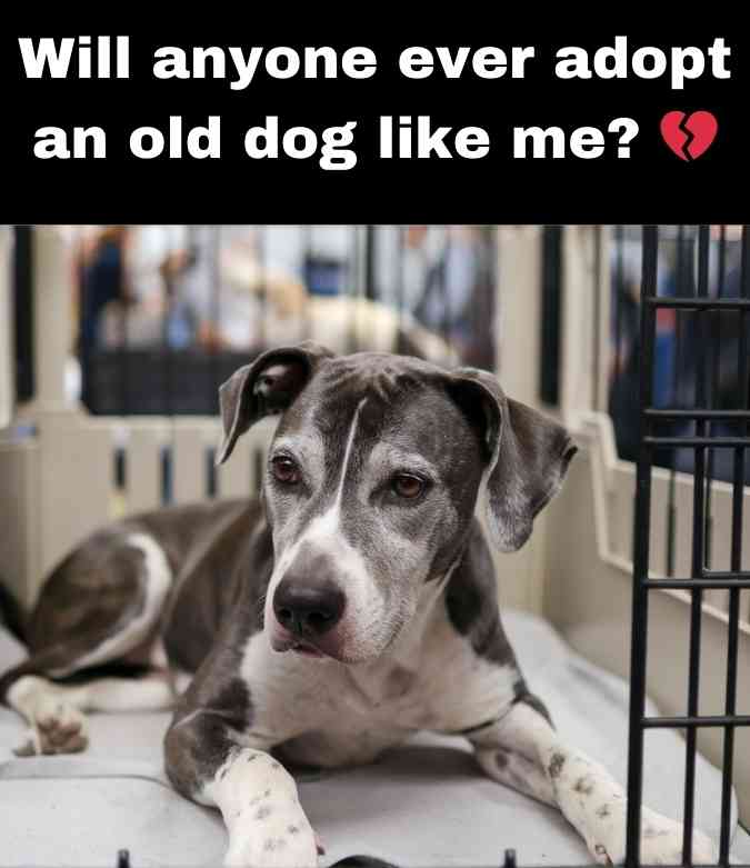 old dog waiting to be adopted