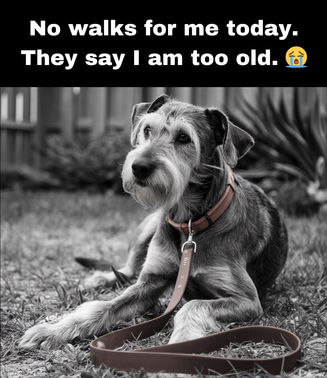 old dog waiting to be taken for a walk