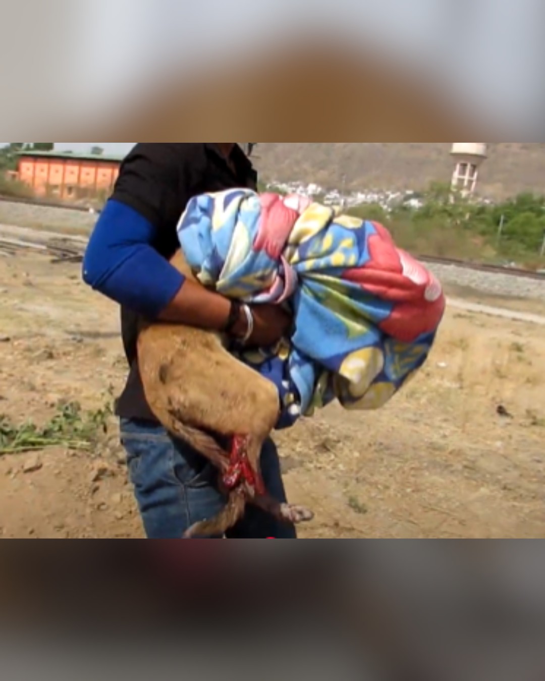 rescuer carrying injured dog wrapped in blanket