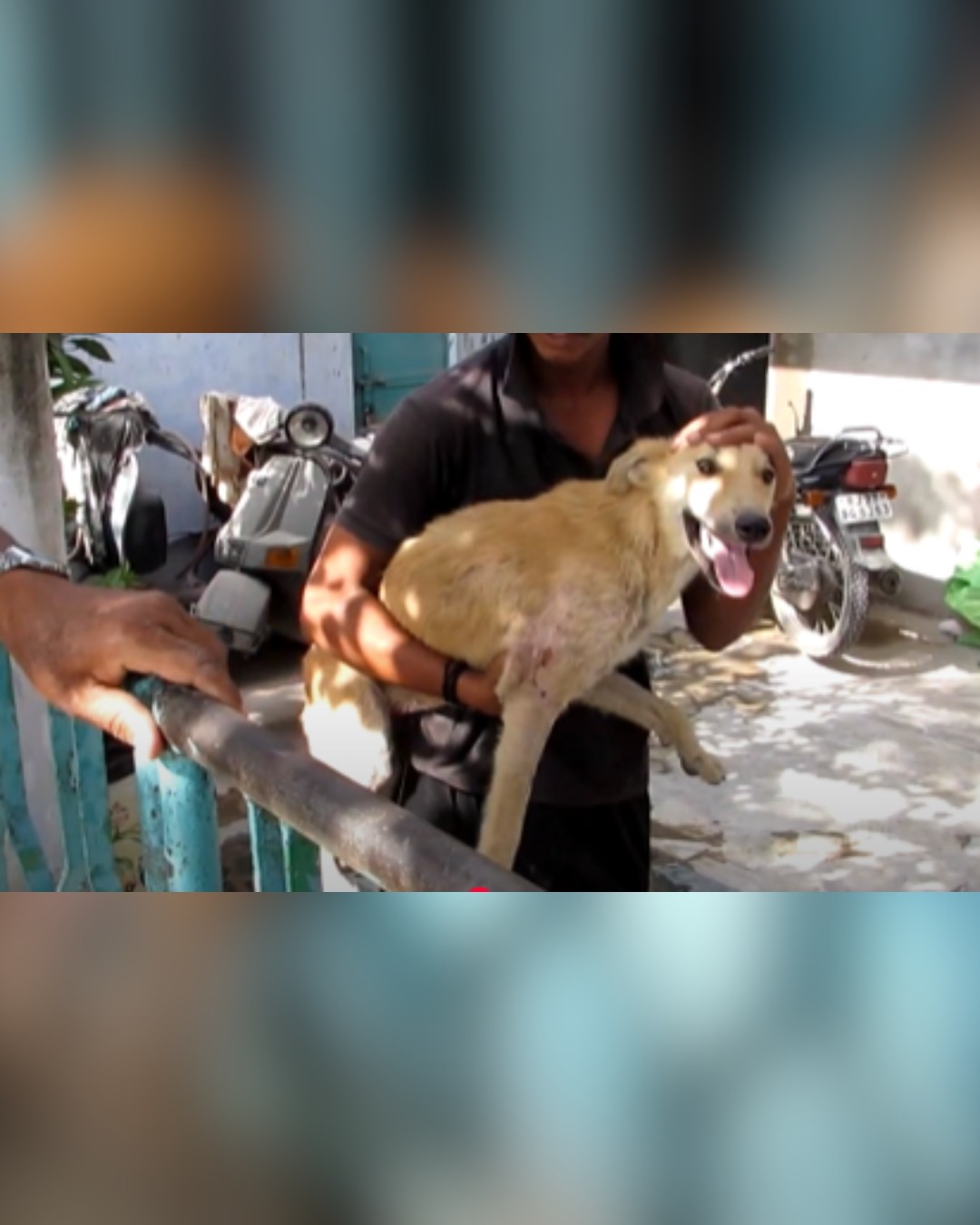 rescuer freed the dog