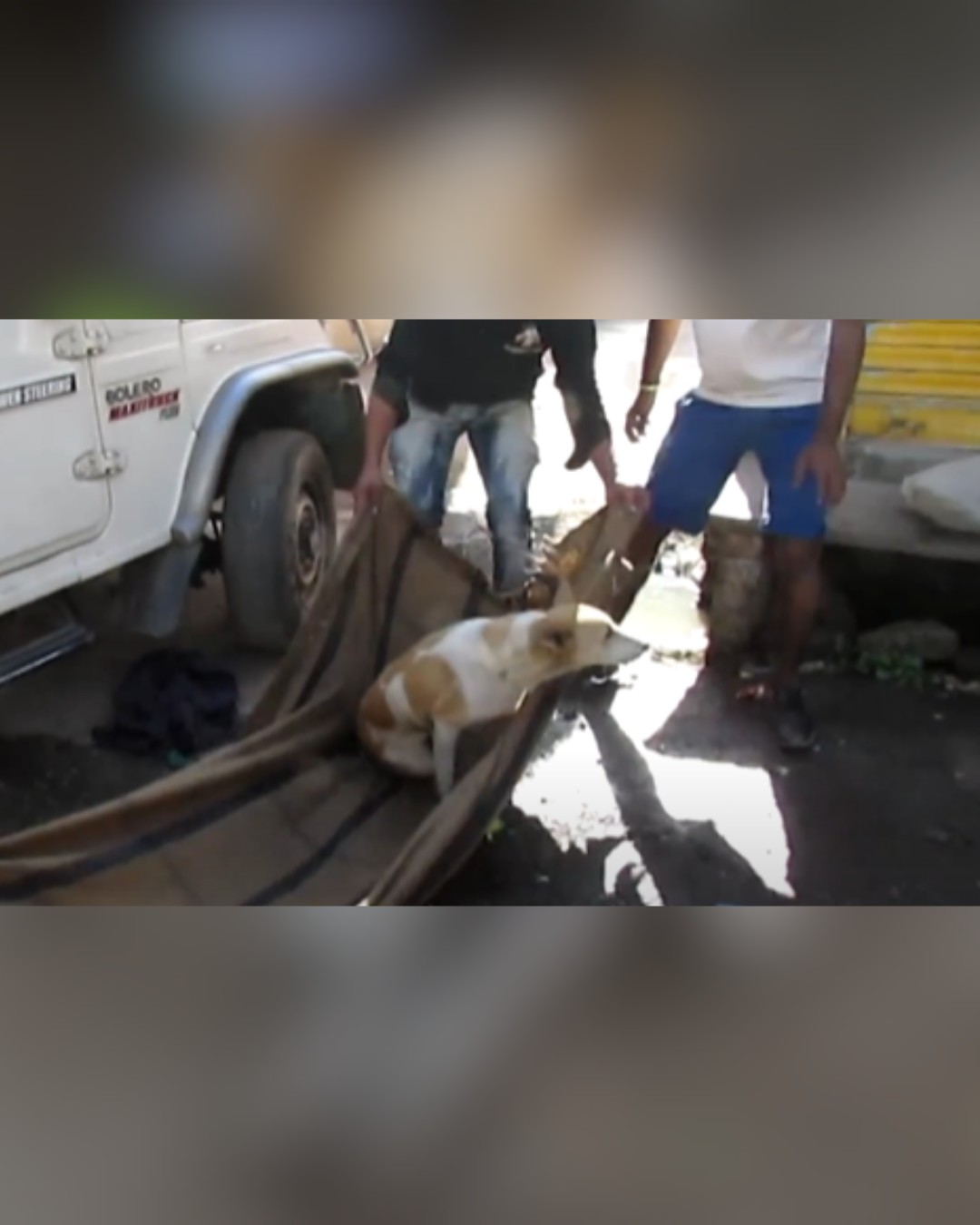 rescuers lifting injured dog with cloth stretcher