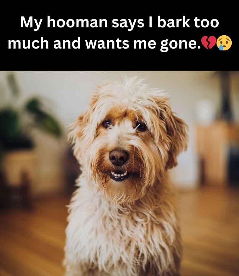sad dog barks too much