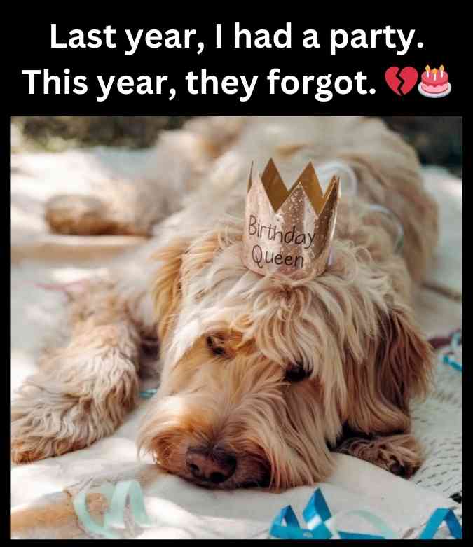 sad dog birthday
