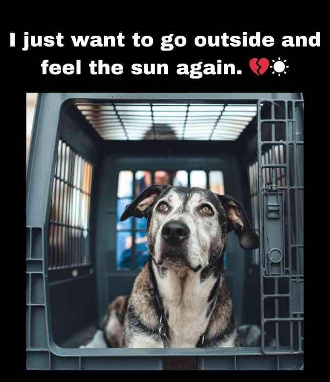 sad dog in a crate