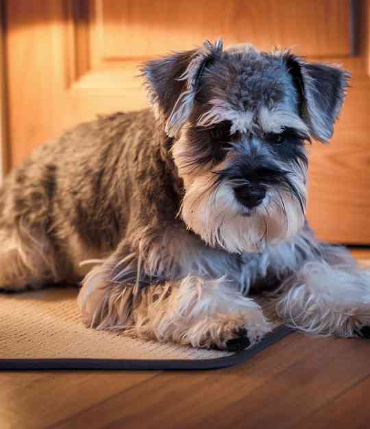 sad dog on a mat