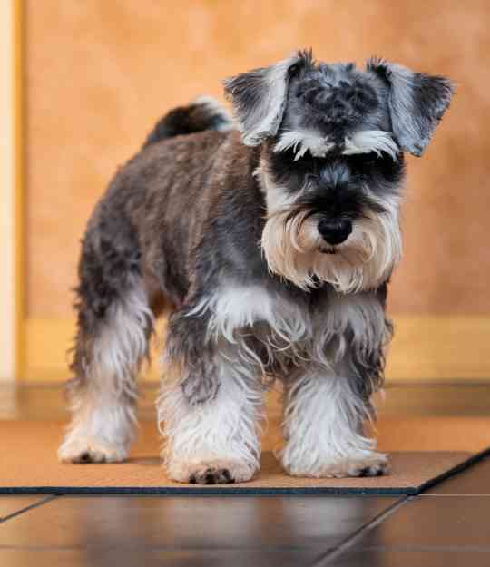 sad dog on a yoga mat