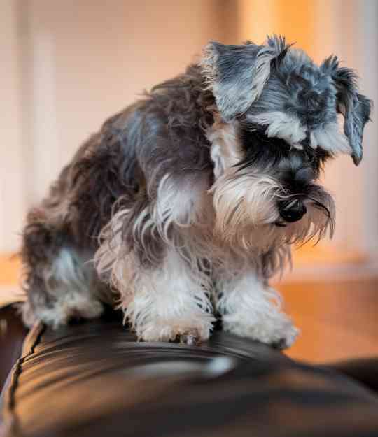 sad dog perched on sofa
