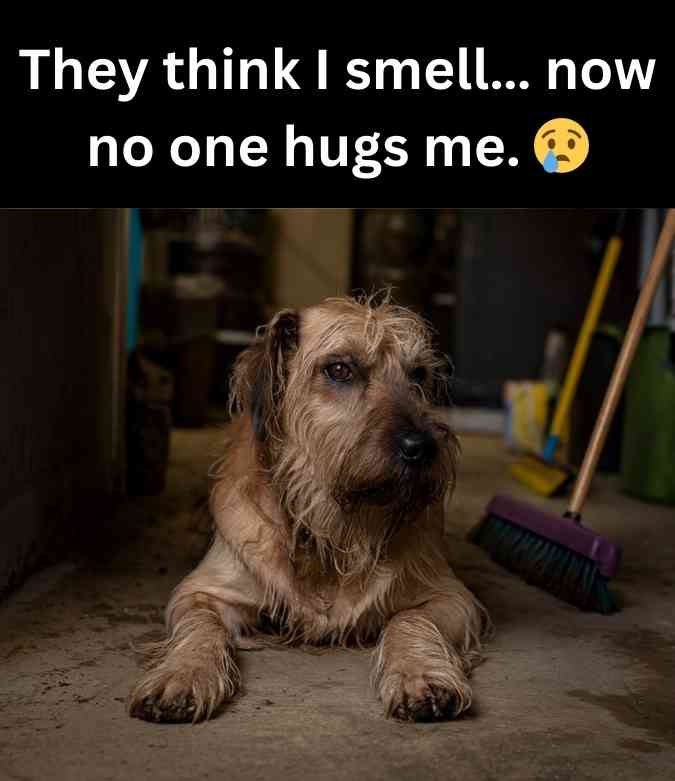 sad dog smells