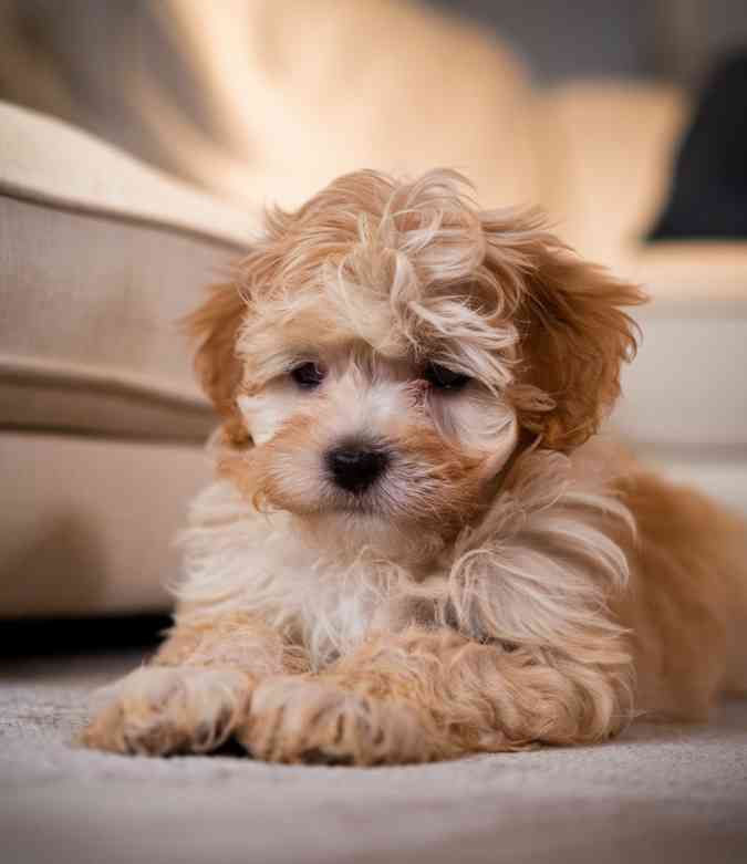 sad dog under the sofa