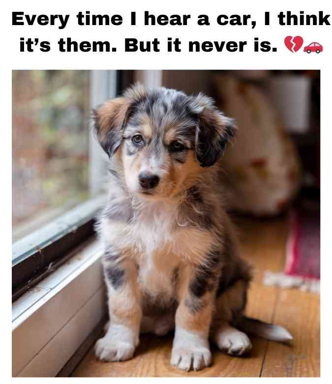 sad dog waiting by window