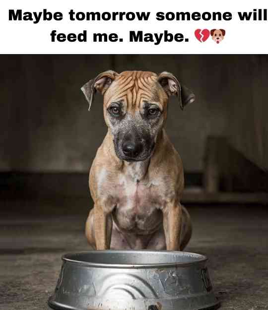sad dog waiting to be fed