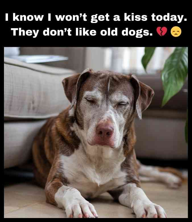 sad old dog in living room