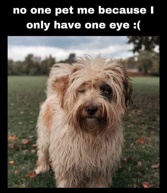 sad one-eyed dog