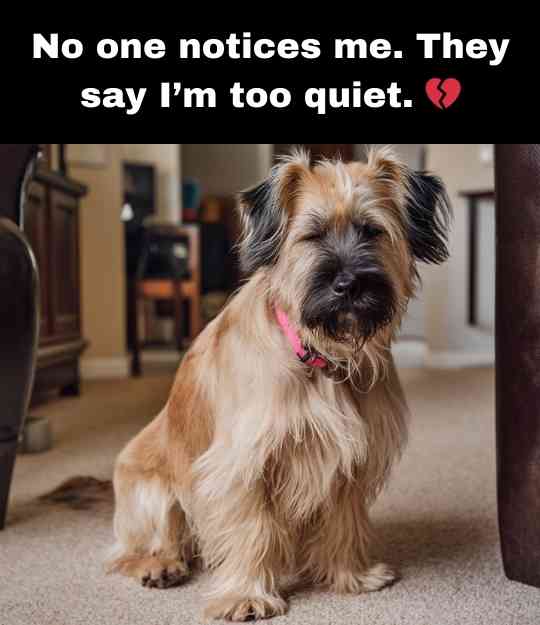 sad quiet dog in the living room