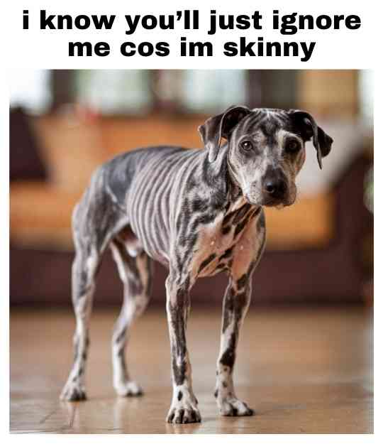 sad skinny dog