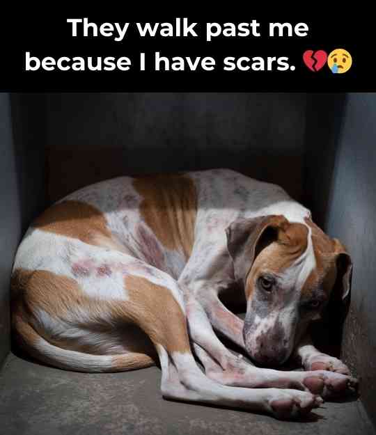 scarred dog in shelter