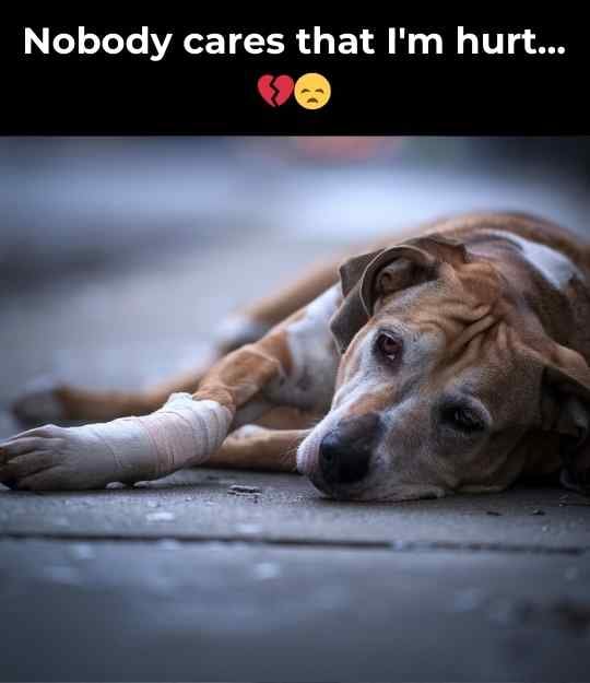 sick dog nobody cares (1)