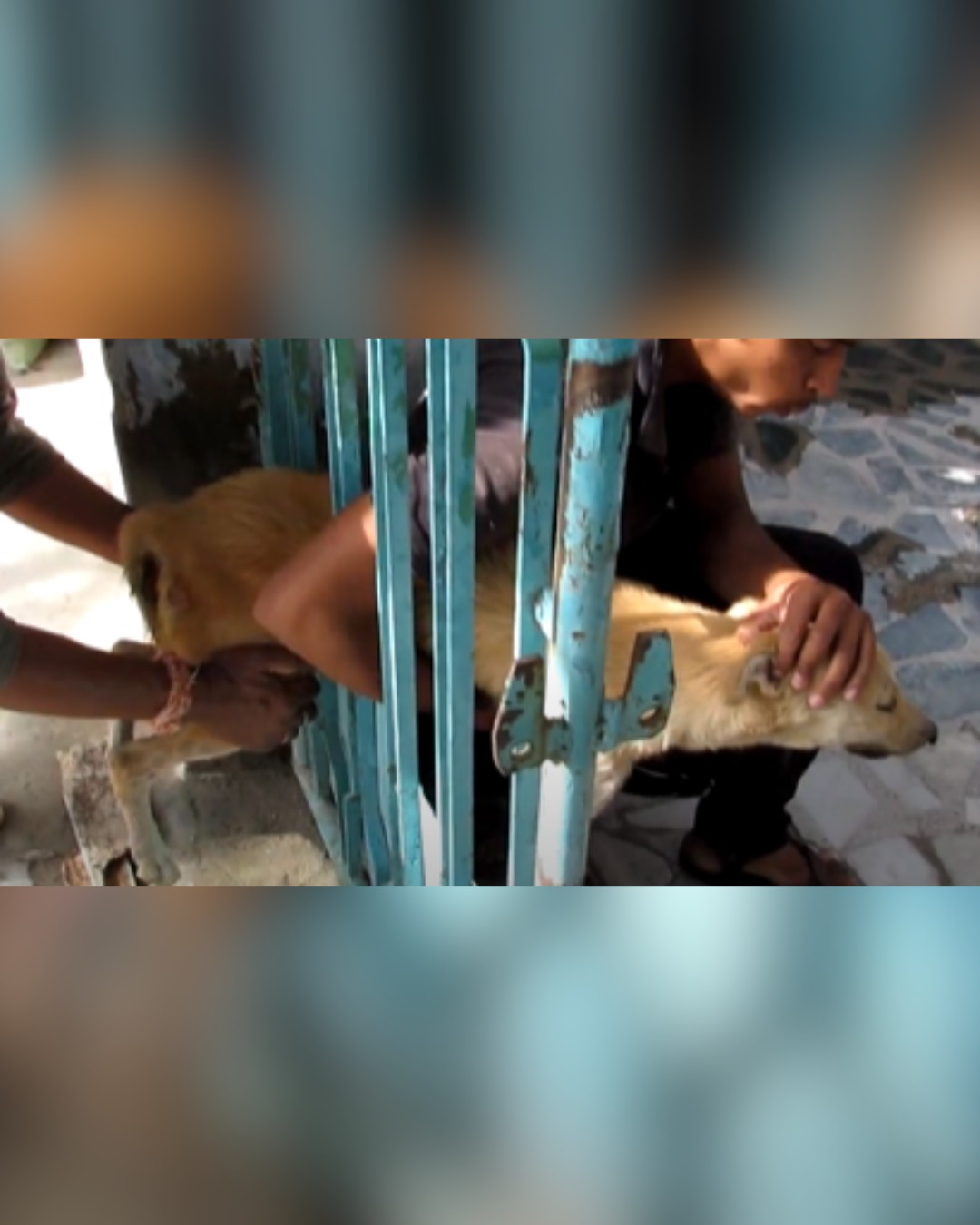 team carefully freeing dog from gate