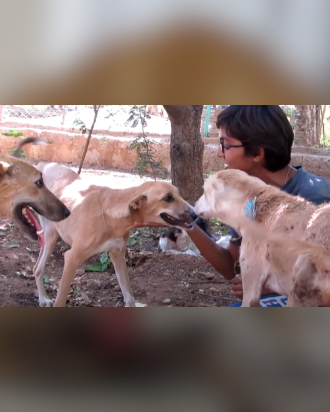 three-legged dog playing with other dogs and caregiver
