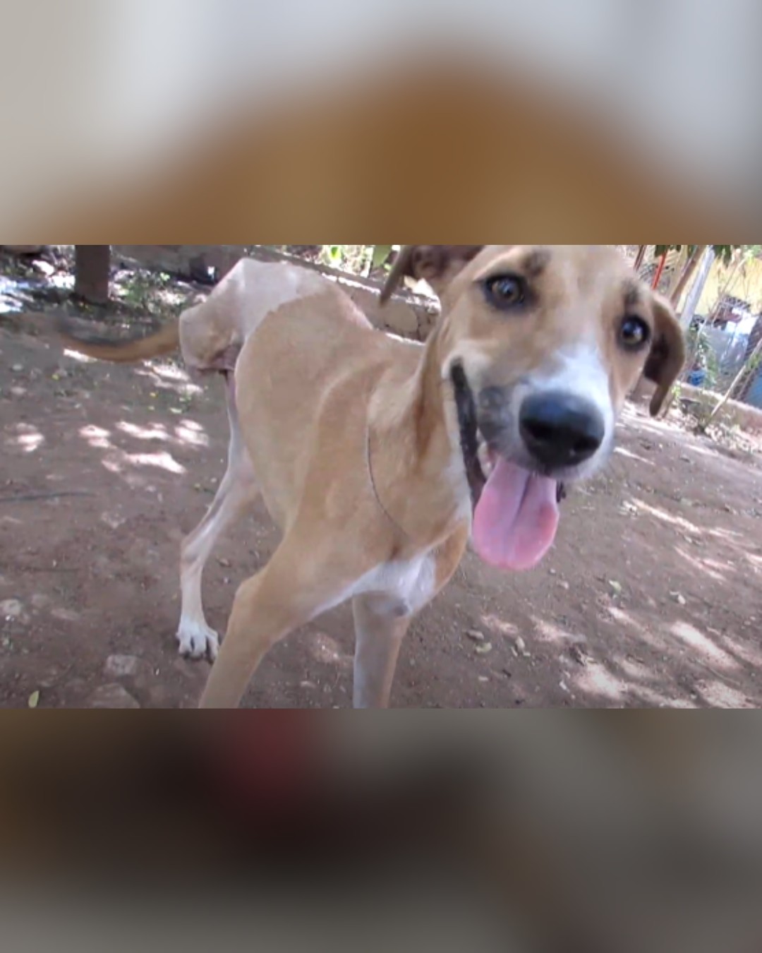 three-legged dog smiling after recovery