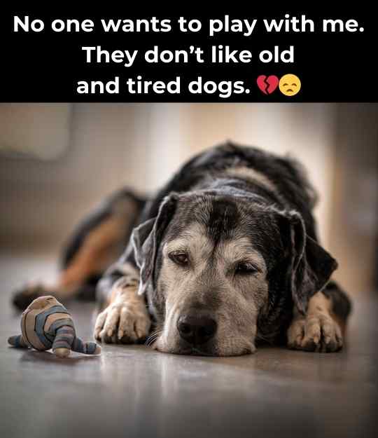 tired and old dog